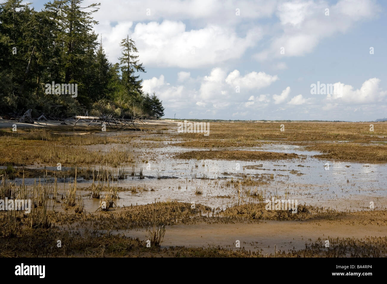 Leadbetter Point State Park - spiaggia lunga penisola, Washington Foto Stock