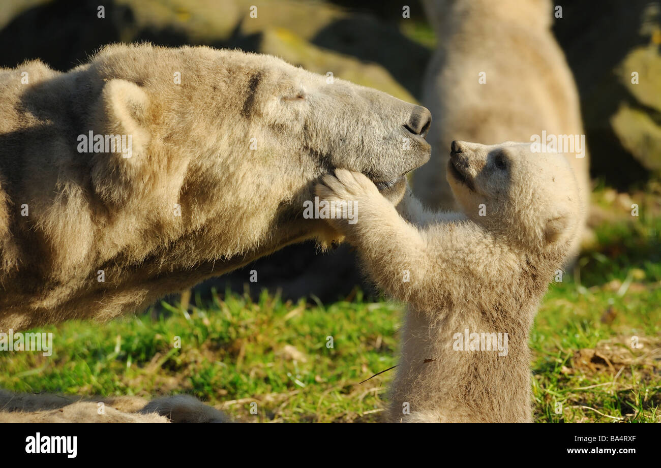 Close up di un orso polare e il suo cucciolo carino Foto Stock