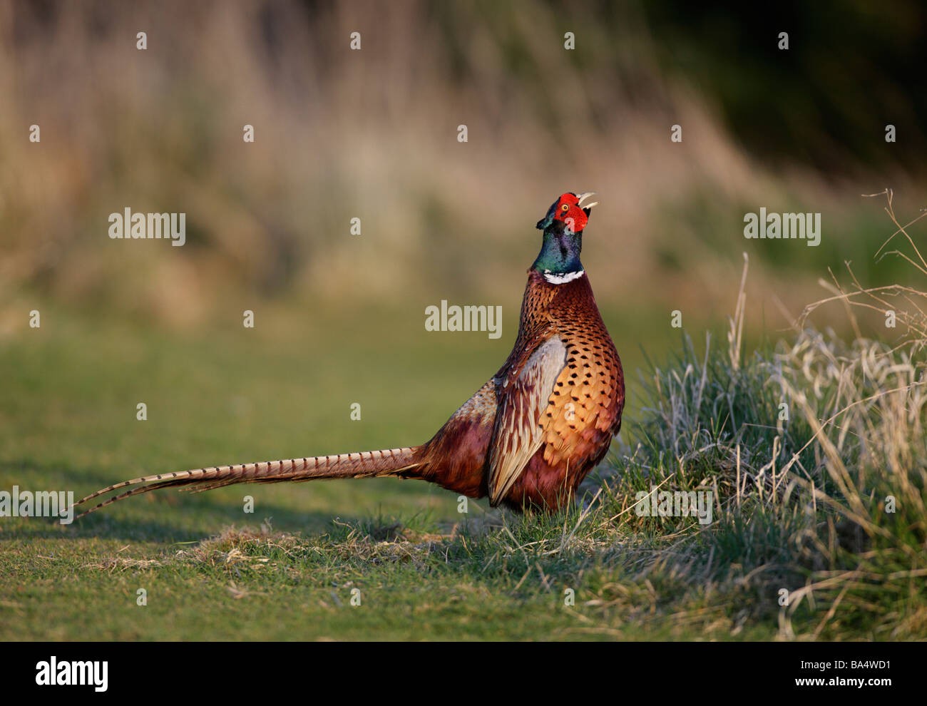 Pheasant Phasianus colchicus chiamata azione di visualizzazione Foto Stock