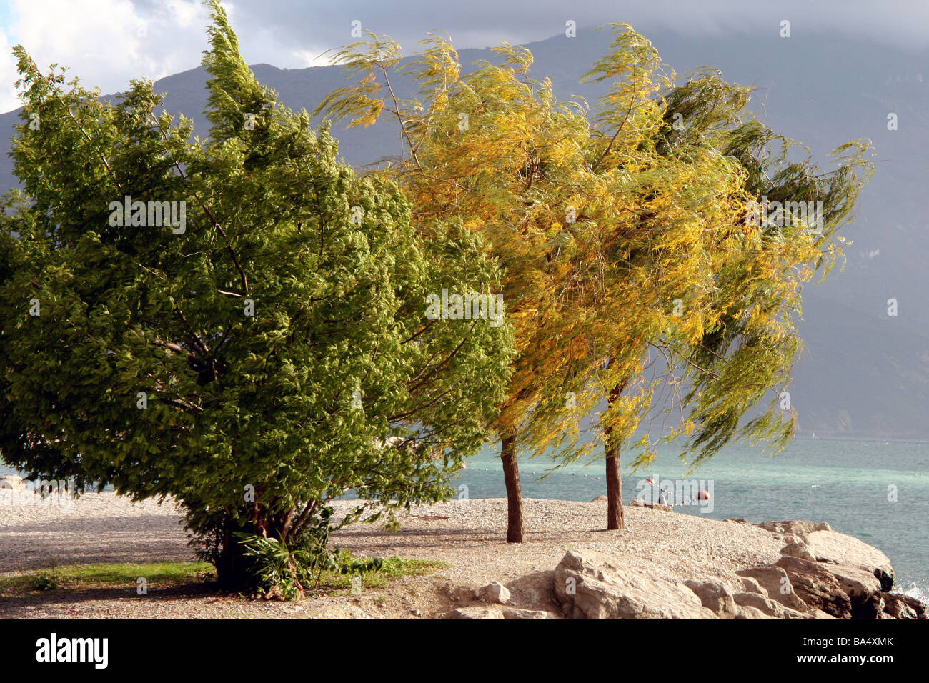 Vento alberi bruciati a Riva del Garda sul Lago di Garda Italia Foto Stock