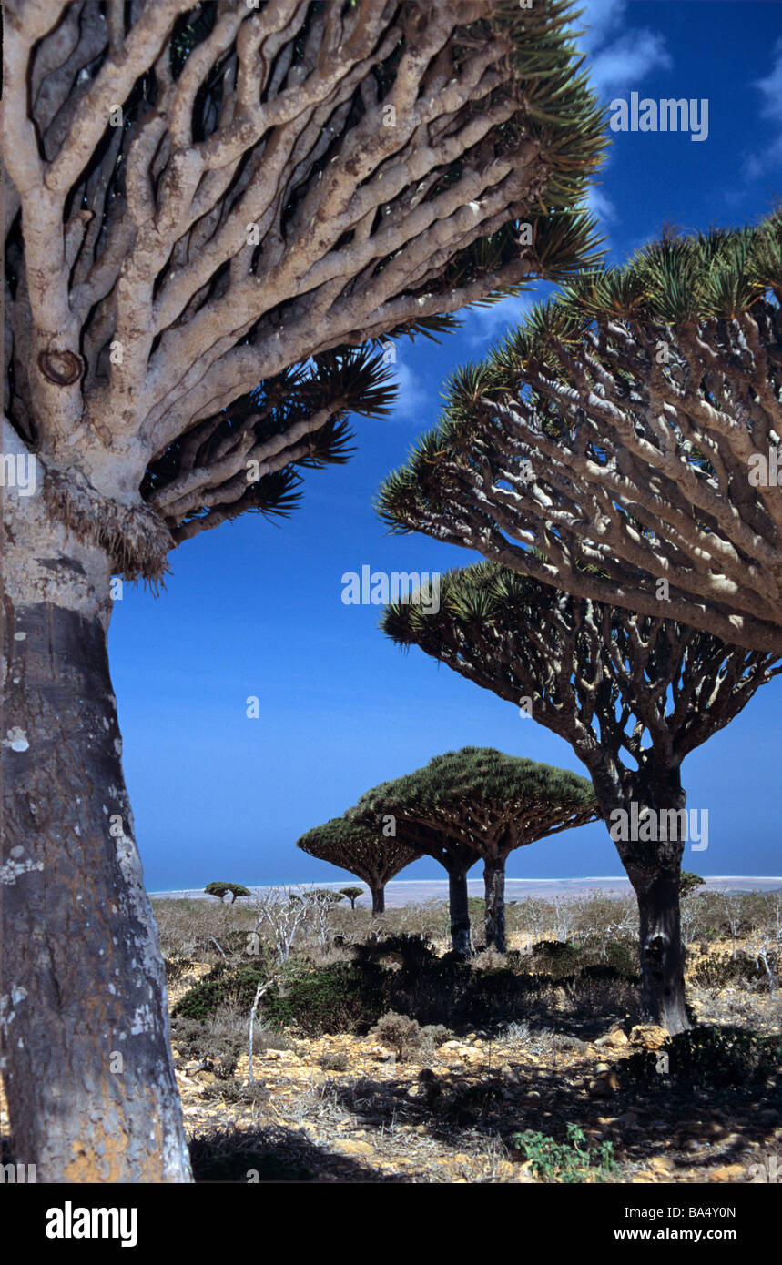 Il lato inferiore dei rami di Dragon's alberi di sangue (Dracaena cinnabari) sul Plateau Dixam su Socotra o isola di Suqutra Yemen Foto Stock