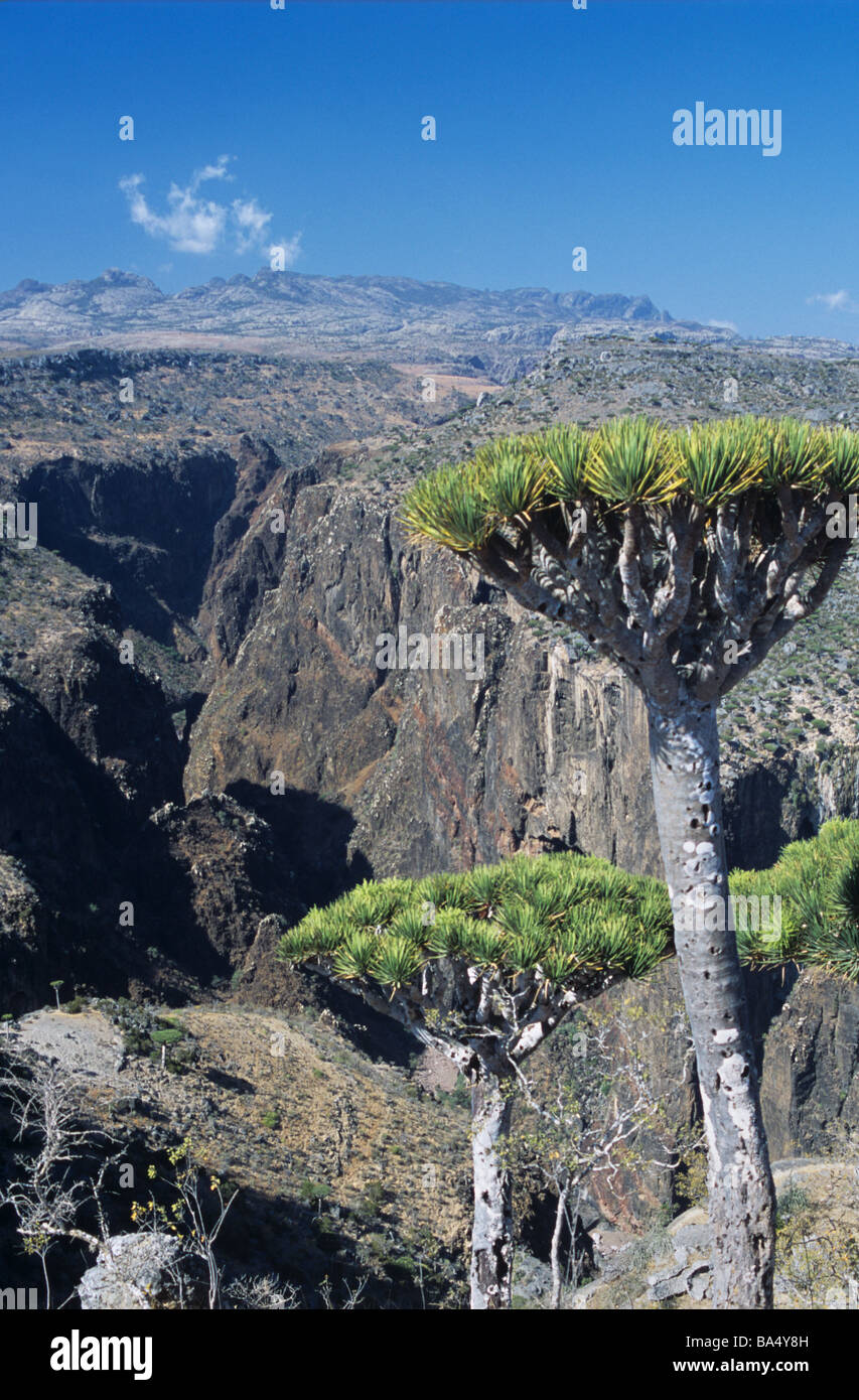Arido paesaggio Dixam altopiano, Daireho Gorge & Drago alberi di sangue su Socotra o isola di Suqutra, Yemen Foto Stock