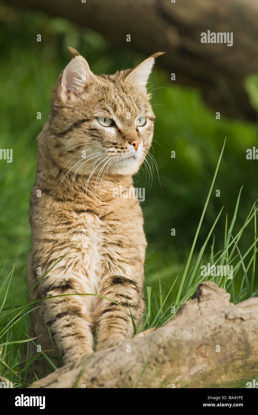 Gatto selvatico asiatico maschile o gatto deserto indiano ( Felis silvestris ornata), N W India Pakistan Captive Port Lympne Wild Animal Park, Kent, UK Foto Stock