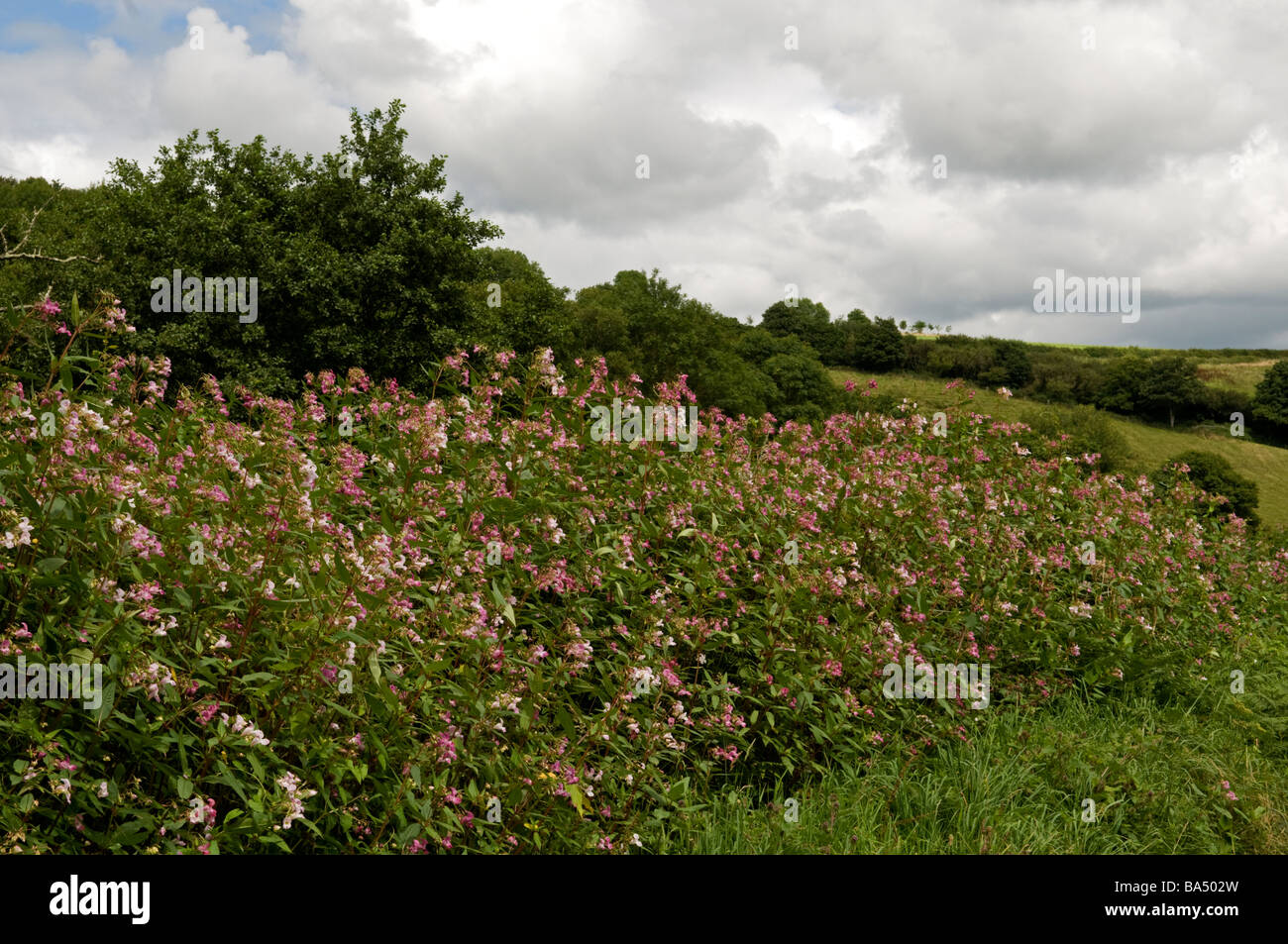 Himalayan: Balsamina Impatiens glandulifera. Invadere Devon siepe, Agosto Foto Stock