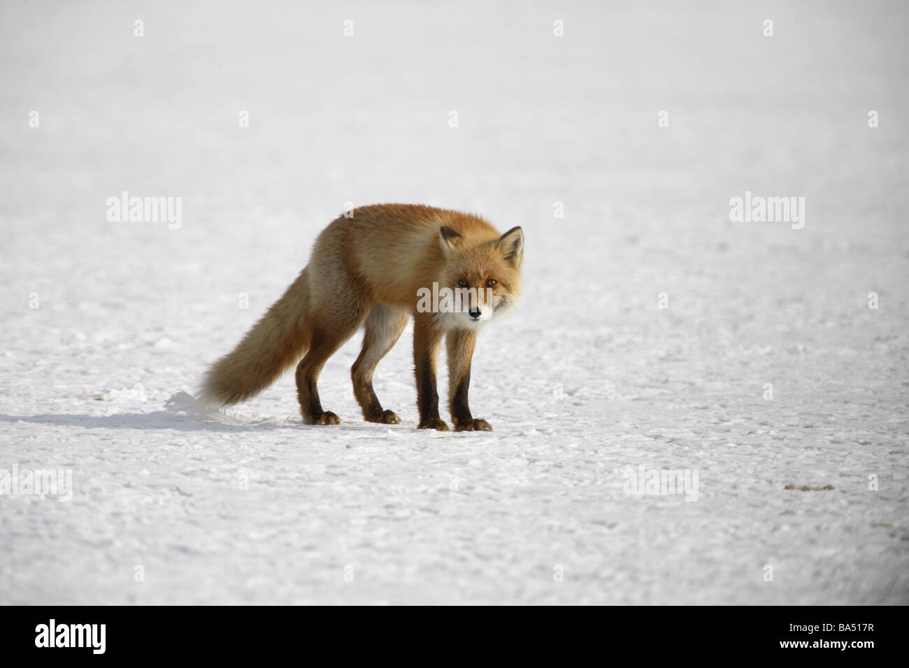 La volpe rossa Vulpes vulpes Giappone inverno Foto Stock