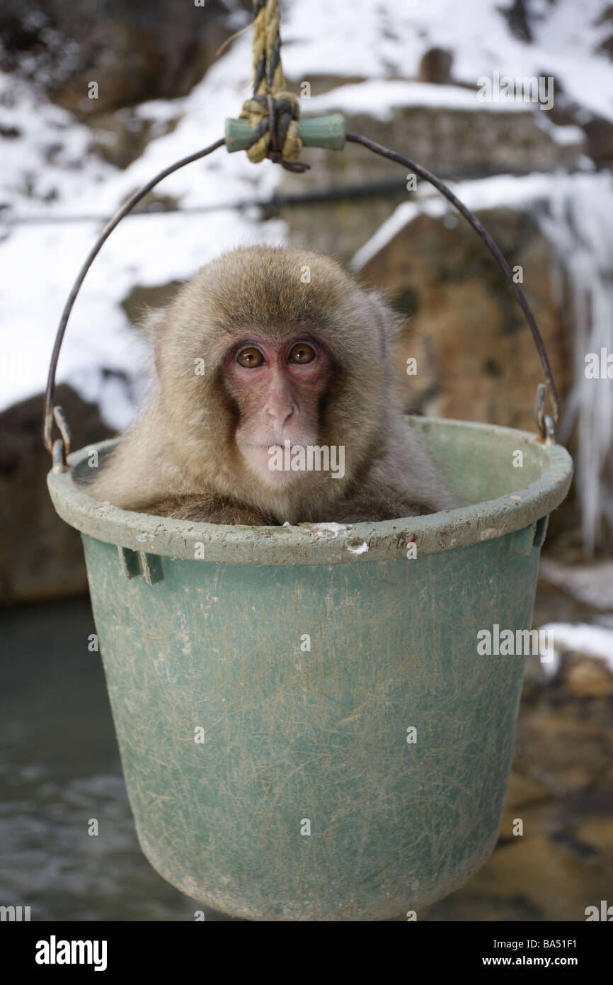 Macaque giapponese o neve scimmia Macaca fuscata Jigokudani Yaen Koen o Jigokudani Monkey Park Giappone inverno Foto Stock