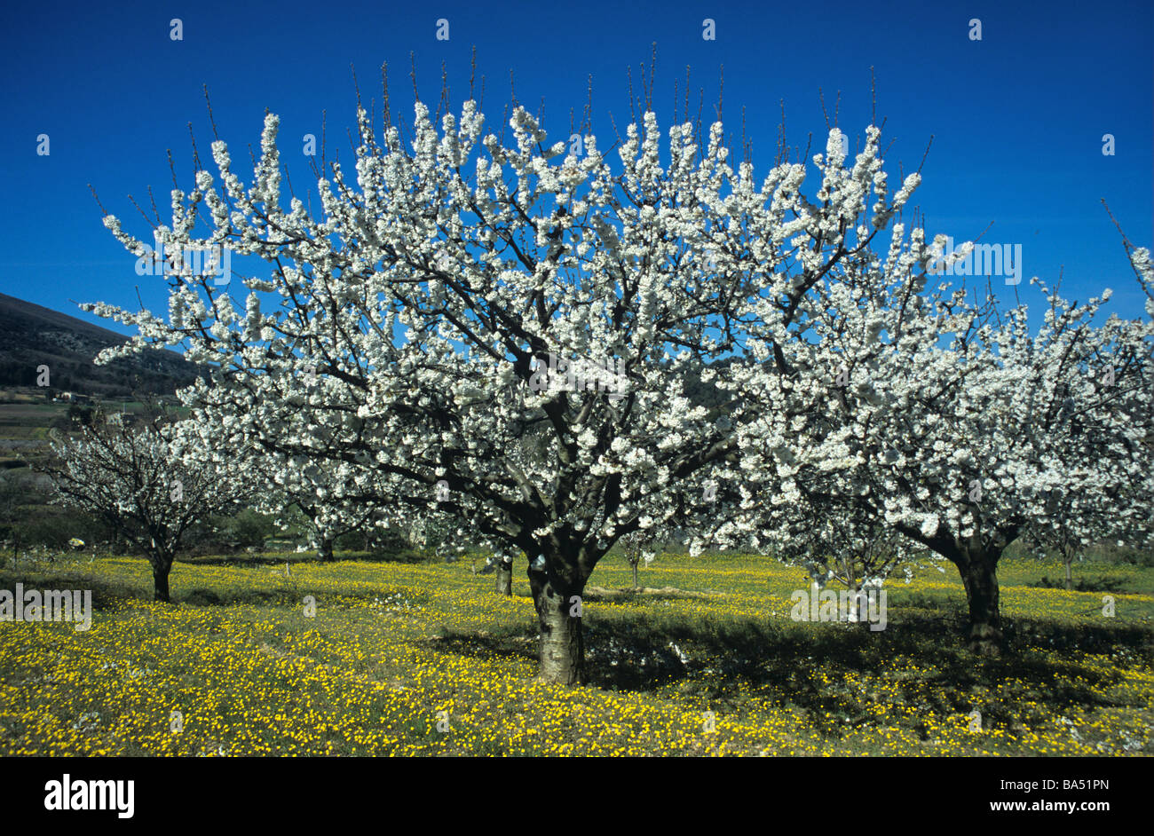 La molla dei ciliegi in fiore in stile provenzale Orchard, Luberon Parco Regionale, Provenza, Francia Foto Stock