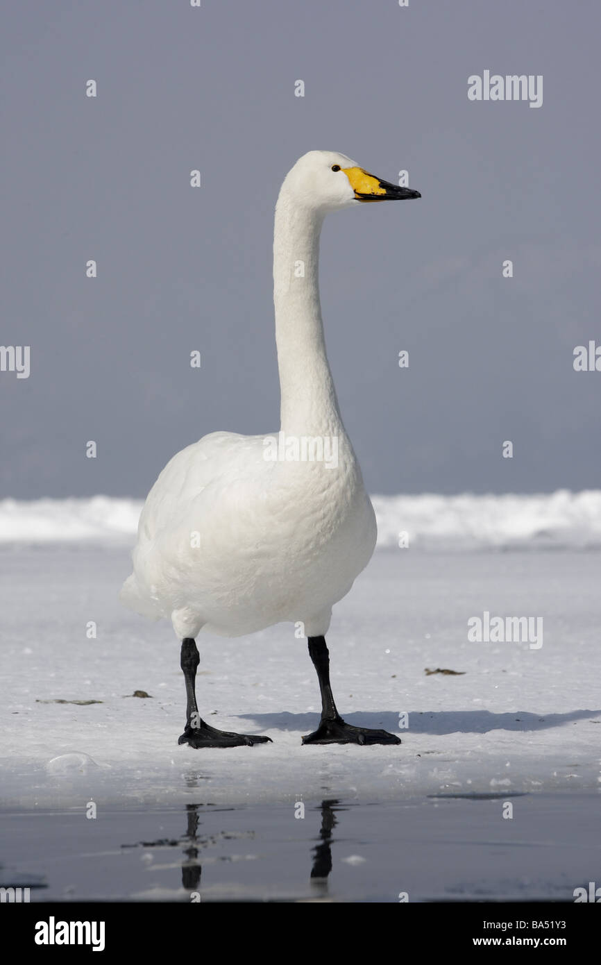 Whooper swan Cygnus cygnus Giappone inverno Foto Stock