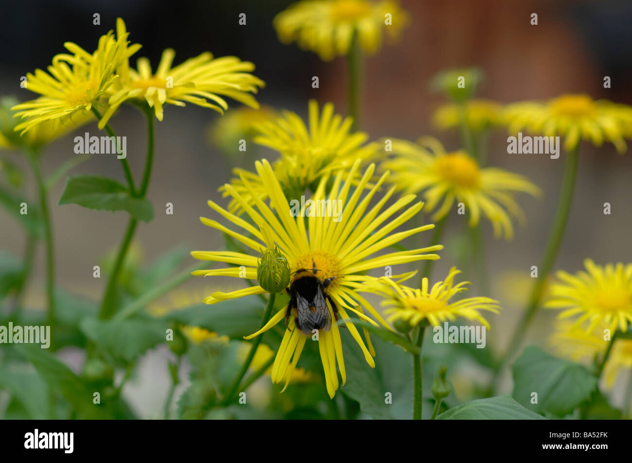 Ape su un fiore giallo Foto Stock