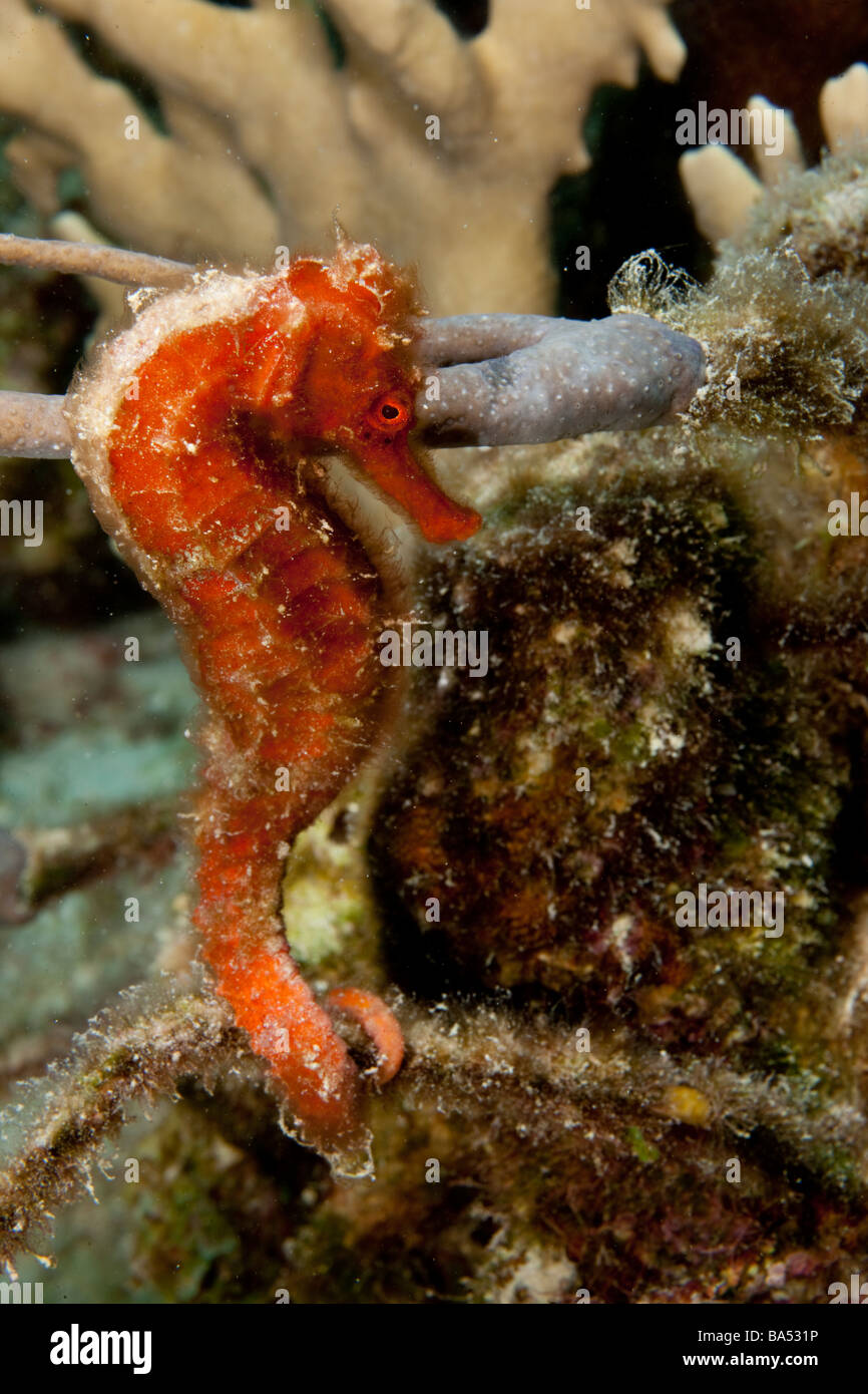 Underwater close-up di un cavalluccio marino Longsnout (Hippocampus reidi). Foto Stock