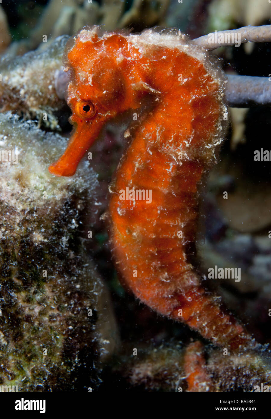Underwater close-up di un cavalluccio marino Longsnout (Hippocampus reidi). Foto Stock