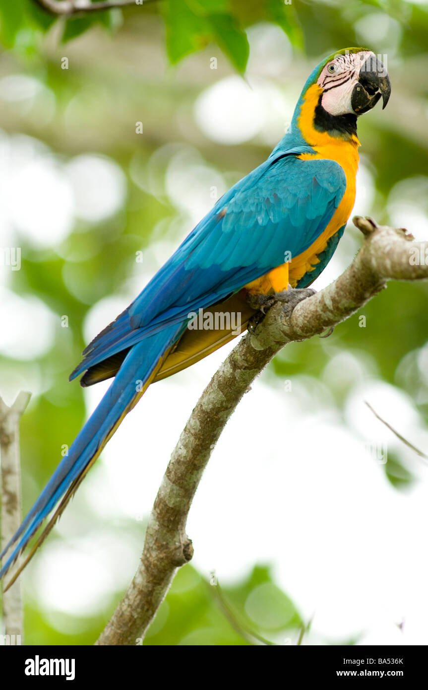 Blu e Giallo Macaw Ara ararauna, Pacaya Samiria riserva nazionale, la foresta pluviale amazzonica del Perù Foto Stock