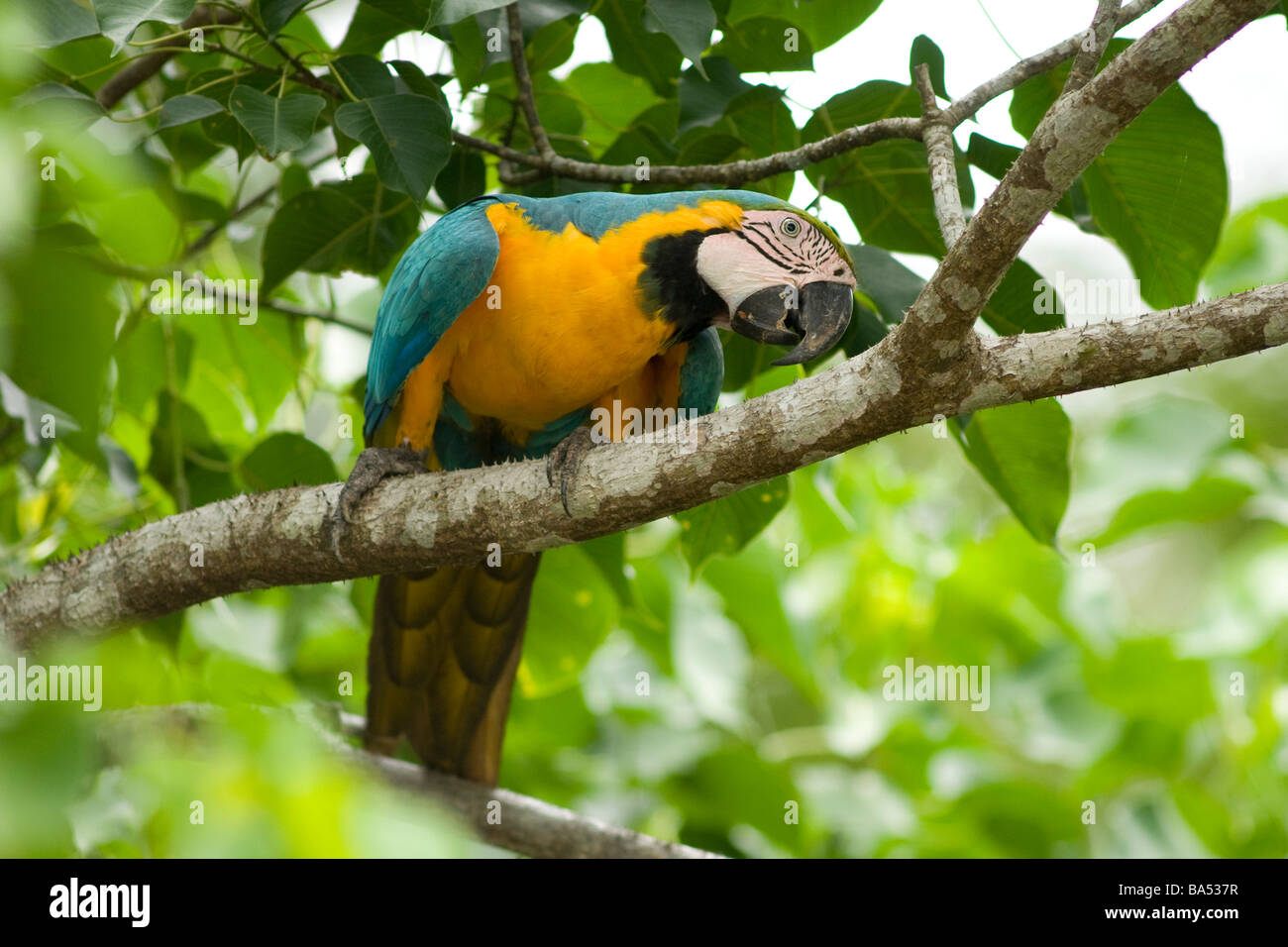 Blu e Giallo Macaw Ara ararauna, Pacaya Samiria riserva nazionale, la foresta pluviale amazzonica del Perù Foto Stock