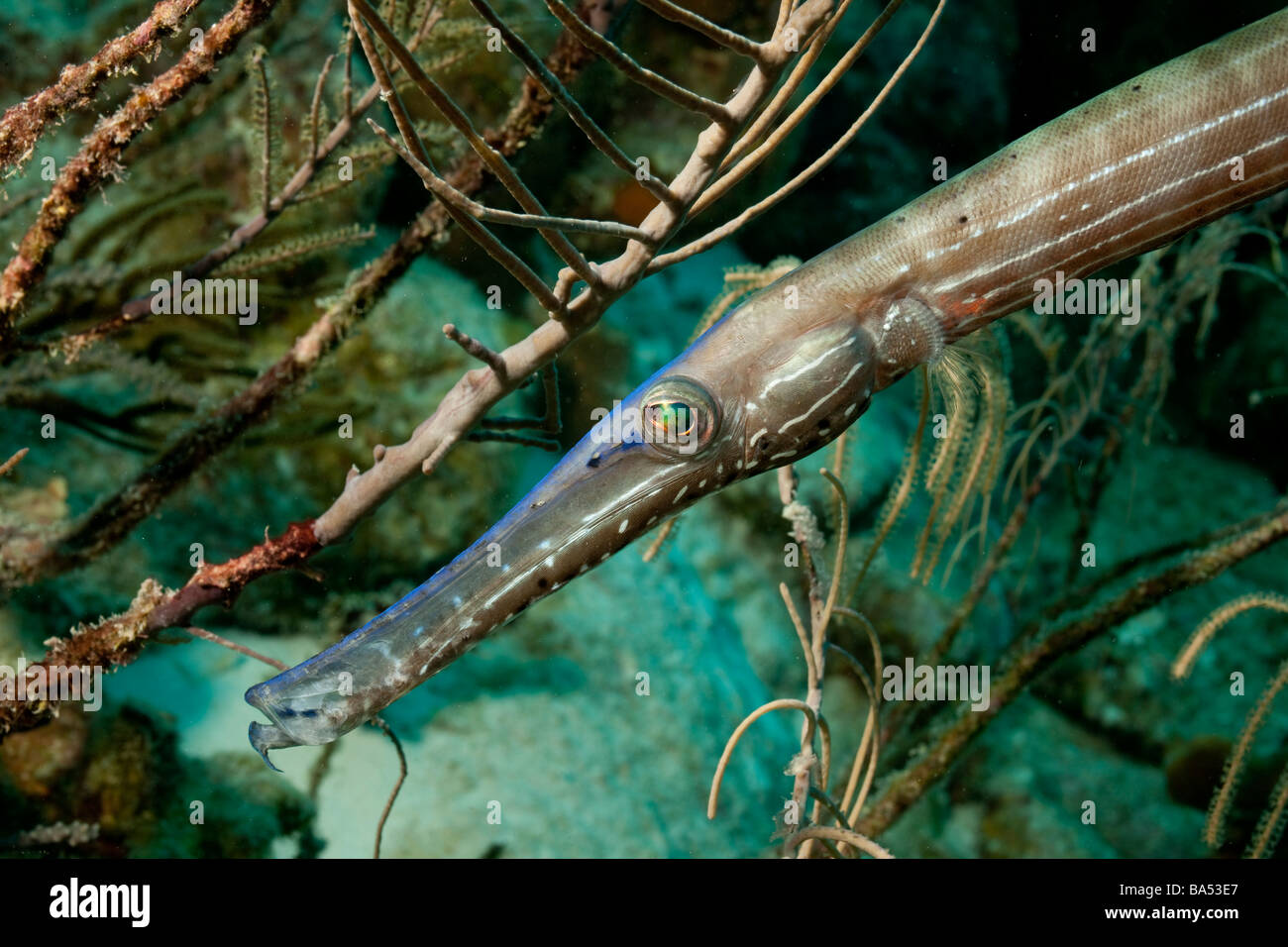 Un trumpetfish (aulostomus maculatus) tenta di blend nei rami di un pennacchio di mare (Pseudopterogorgia spp.) Foto Stock