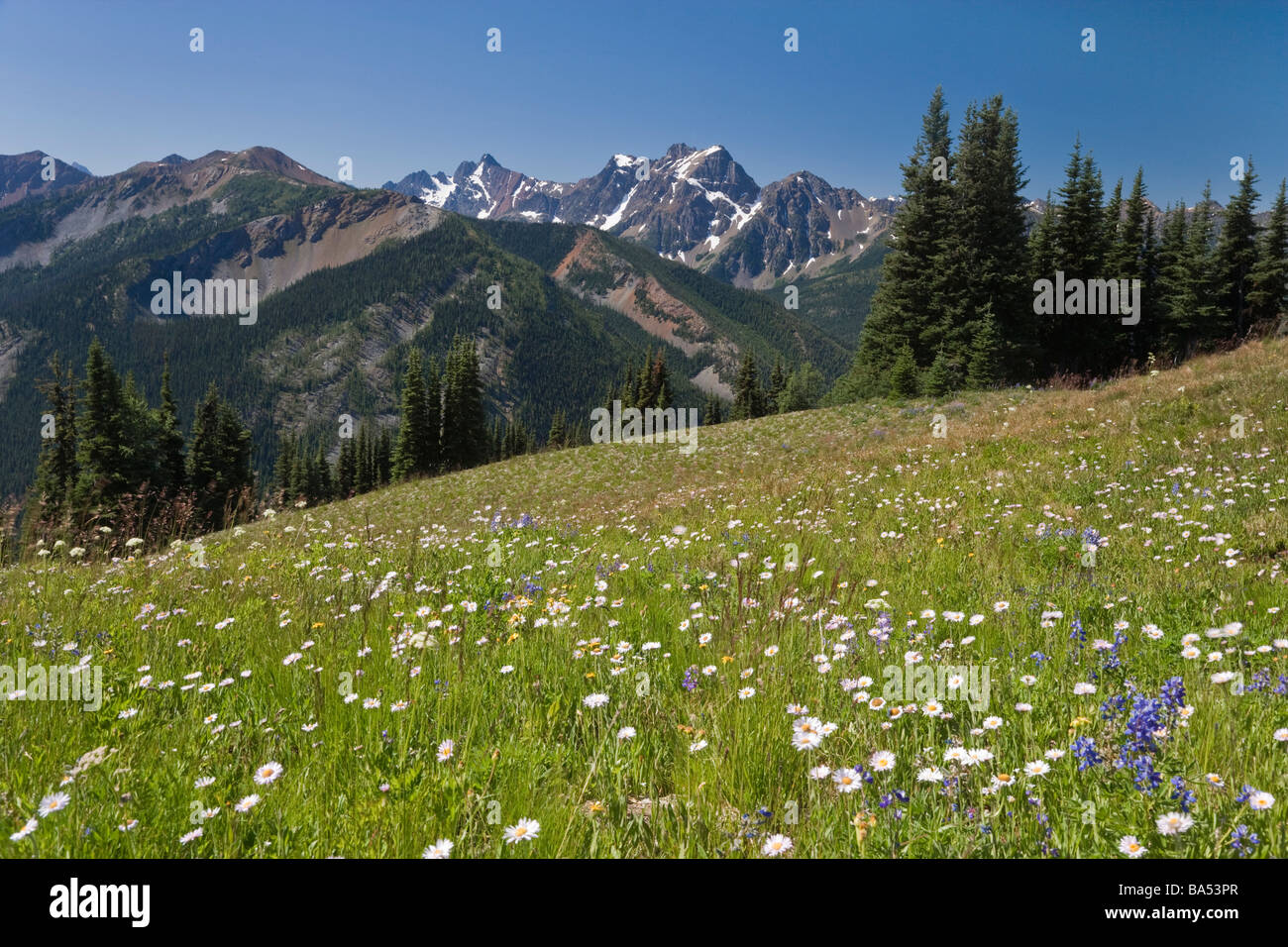 Stati Uniti d'America, Washington, il Monte Baker Snoqualmie National Forest, cervi, Pass Pacific Crest Trail Foto Stock