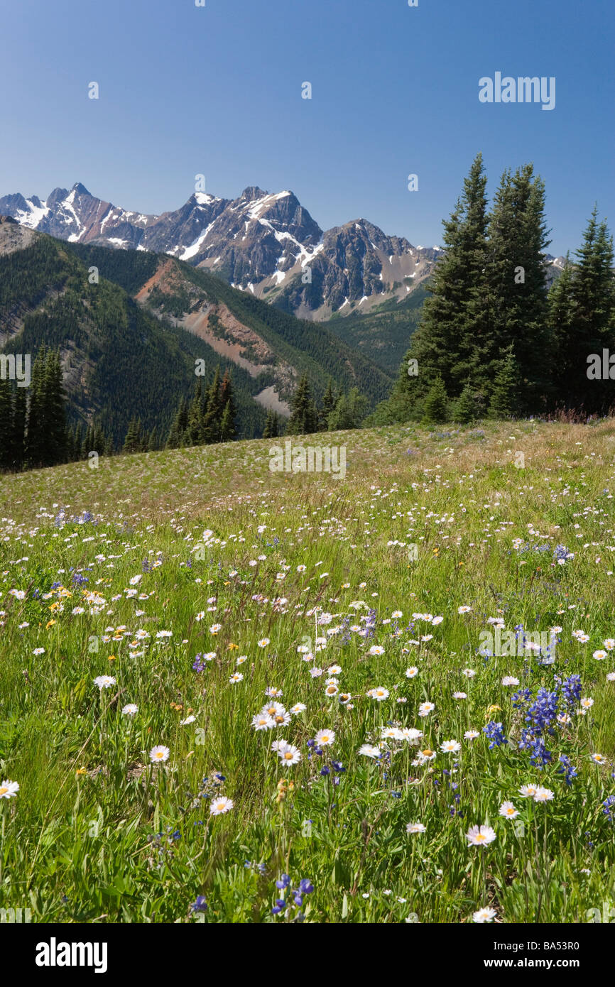 Stati Uniti d'America, Washington, il Monte Baker Snoqualmie National Forest, cervi, Pass Pacific Crest Trail Foto Stock