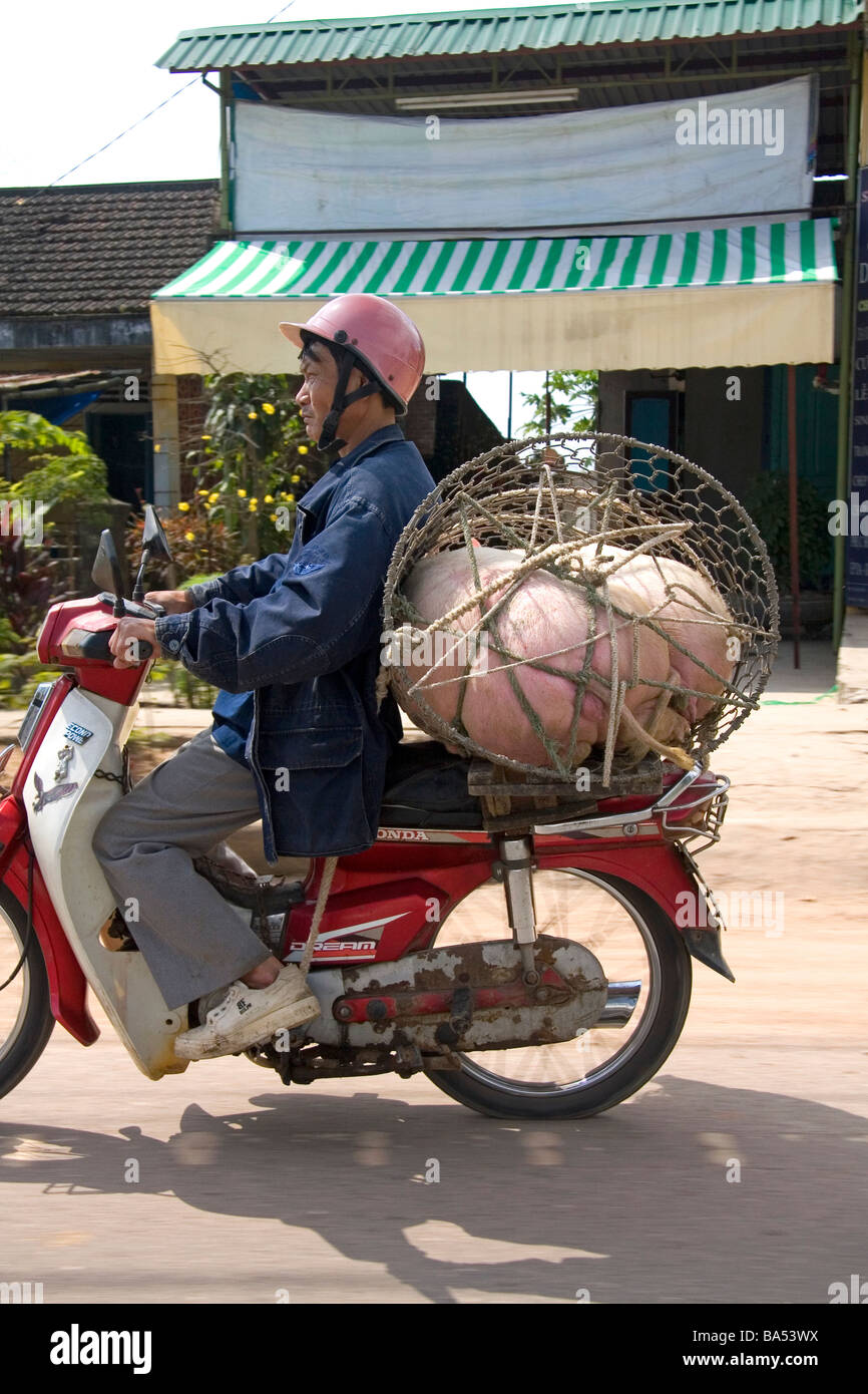 Uomo vietnamita al trasporto di un suino vivo al mercato nella provincia di Quang Tri Vietnam Foto Stock