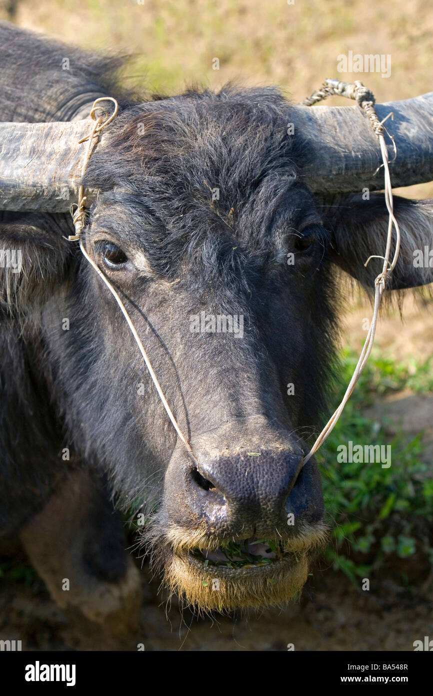 Bufalo d'acqua utilizzato per l'agricoltura e trasporti vicino a Hue Vietnam Foto Stock