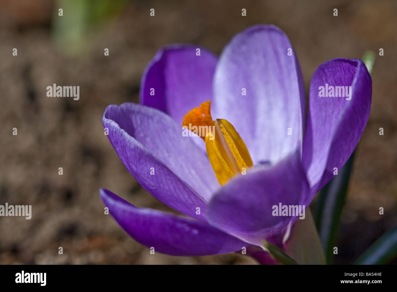 Close-up immagine di un fiore Crocus Foto Stock