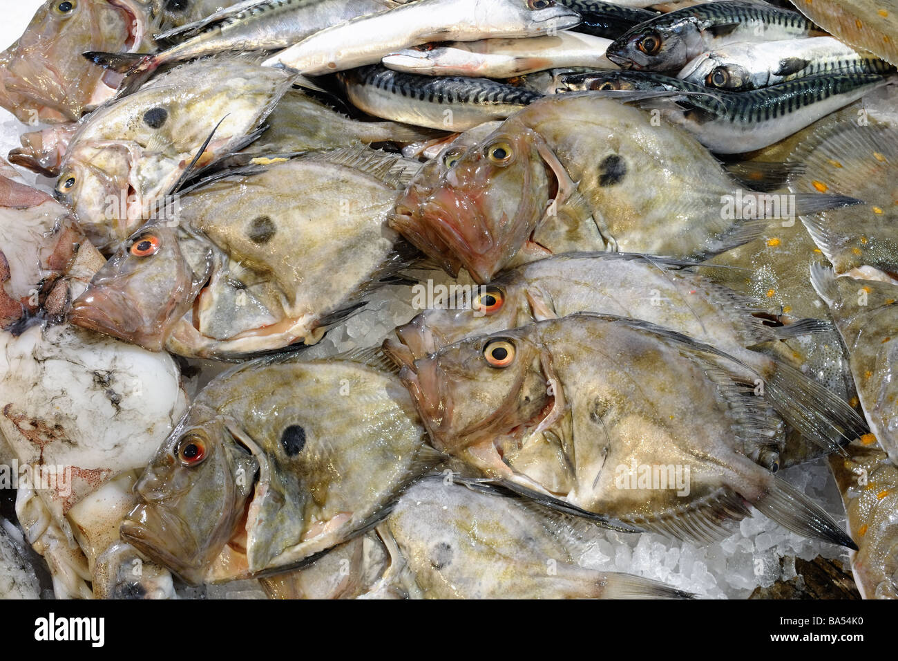 John Dory su una lastra di pescivendoli anche sul display sono sgombri e alcuni calamari e passera di mare Foto Stock