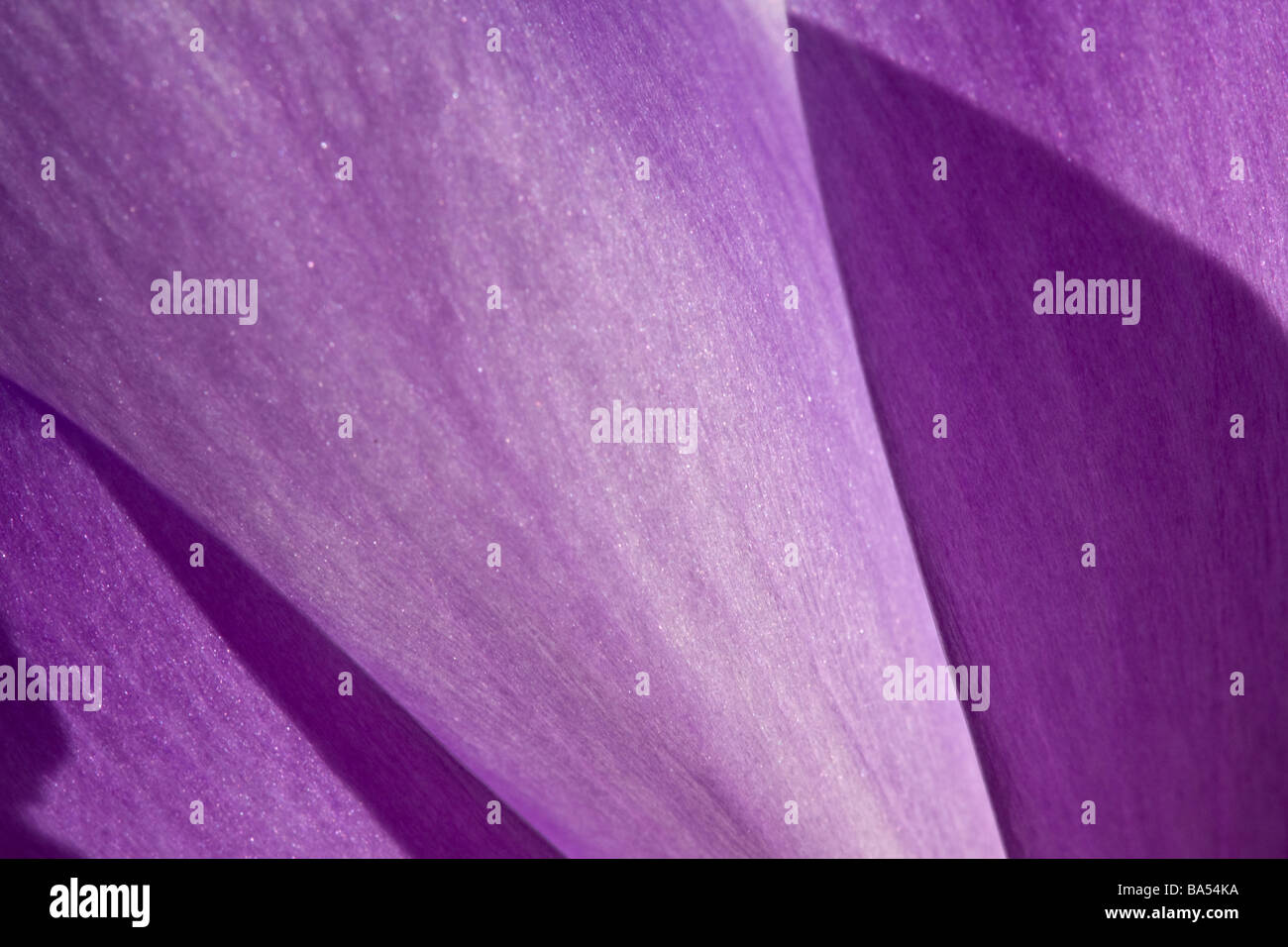 Immagine macro di petali di un fiore Crocus Foto Stock