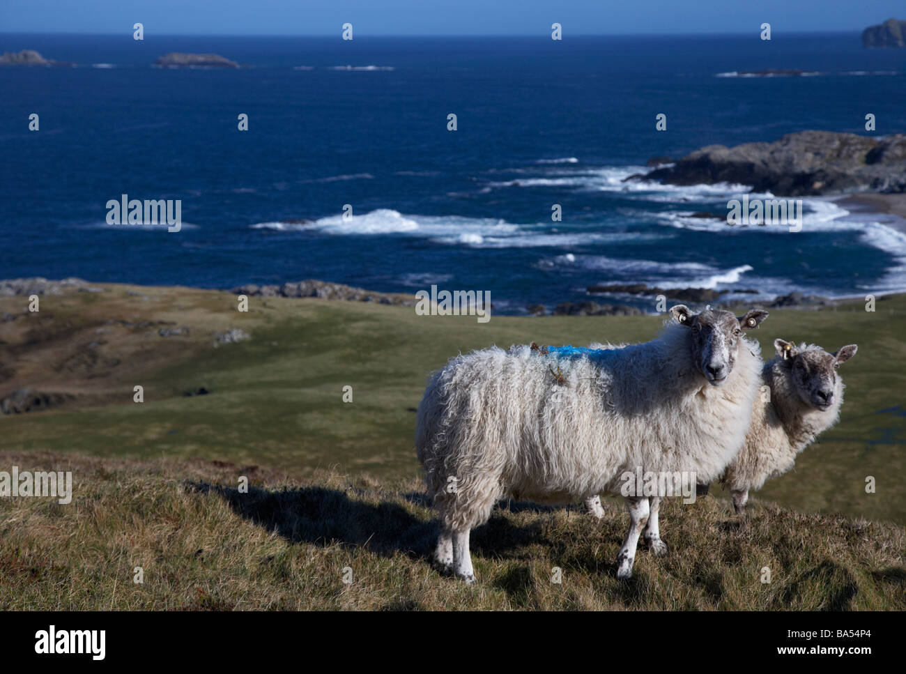 Due pecore in un campo remoto accanto alla costa a Malin Head sulla Penisola di Inishowen County Donegal Repubblica di Irlanda Foto Stock