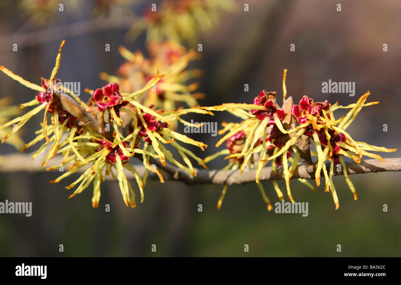 Amamelide Hamamelis japonica fiori close up Foto Stock