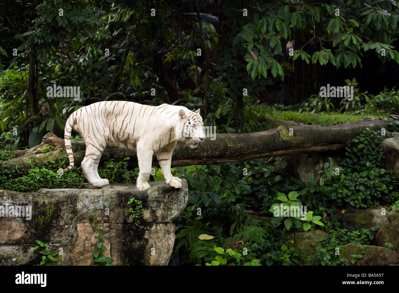 Un Bengala Tigre Bianca si aggira intorno al suo involucro in corrispondenza del Singapore Zoo Foto Stock