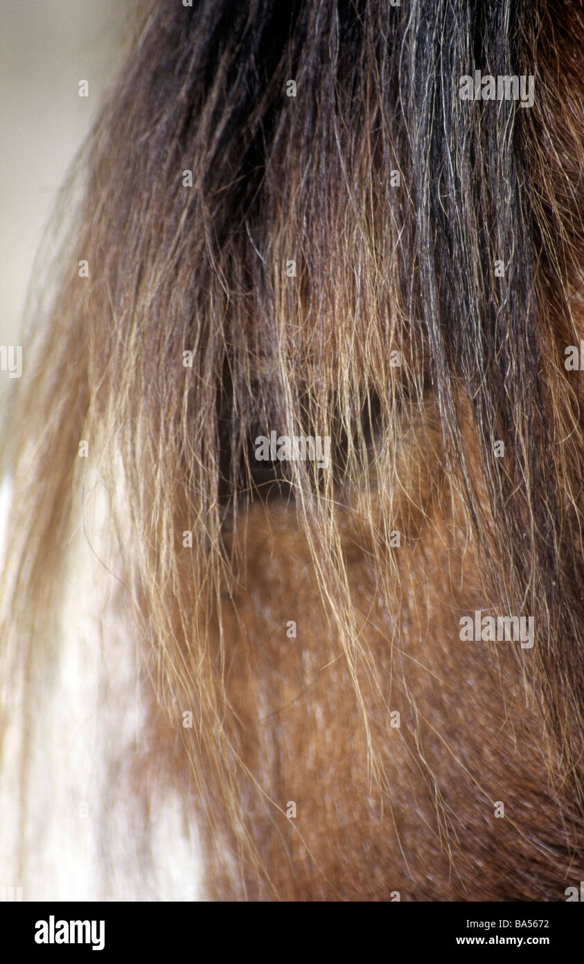 Fotografia di un Clydesdale testa di cavallo con i capelli fini che copre gli occhi Foto Stock