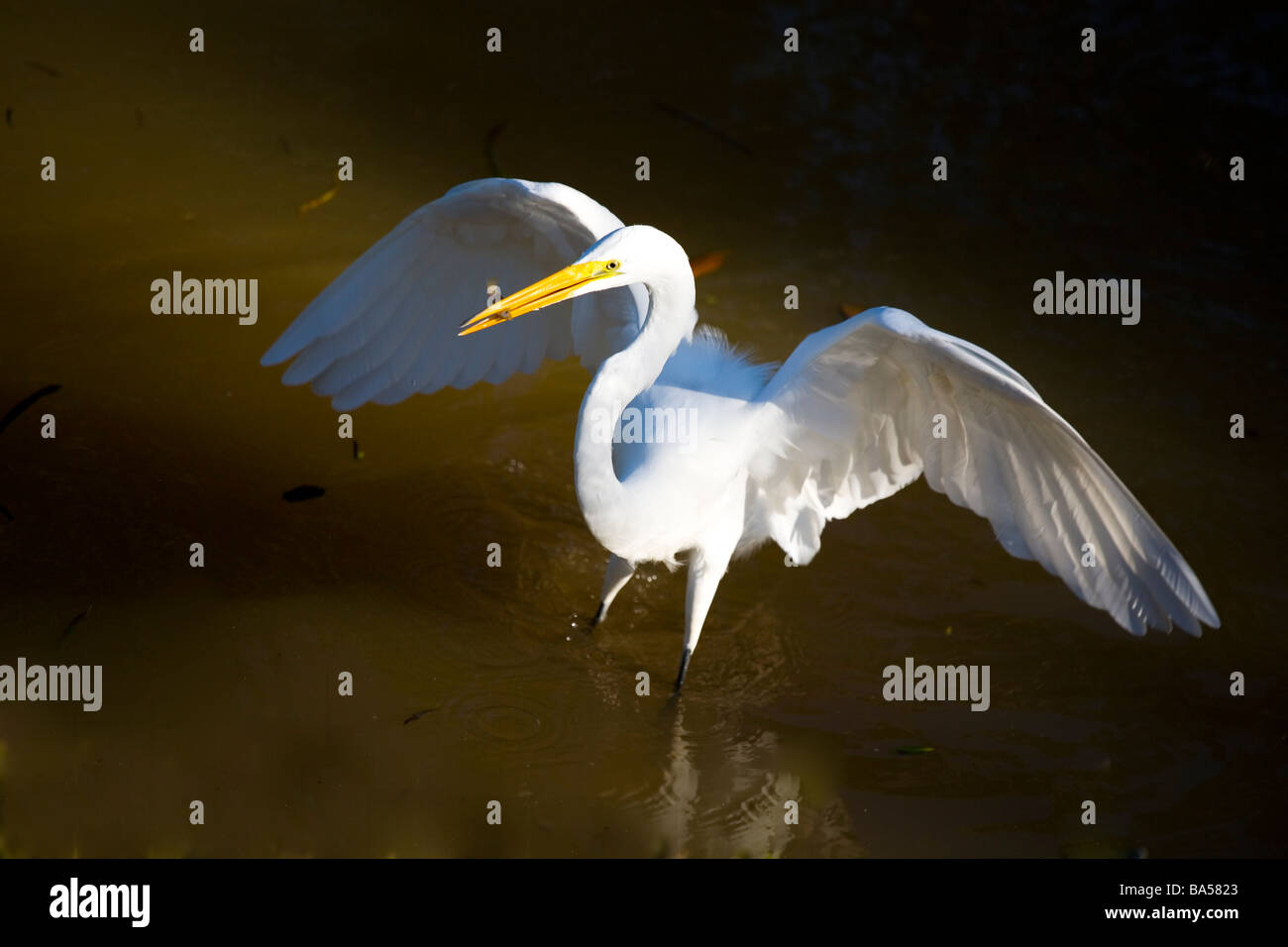 American Garzetta con pesce J N Ding Darling National Wildlife Refuge Florida Foto Stock