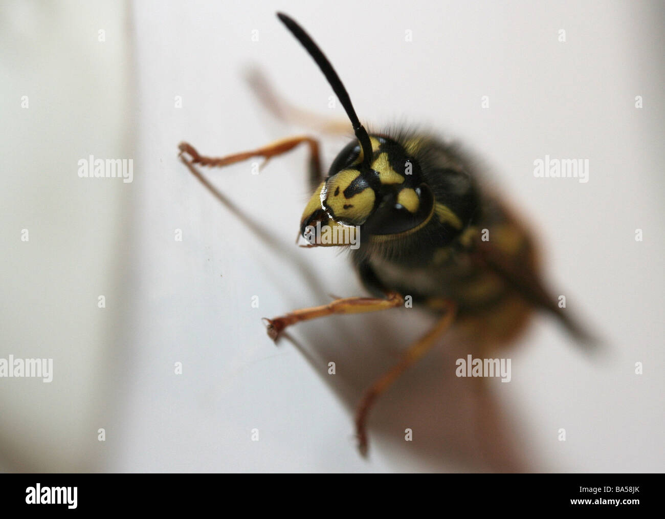 Wasp comune headshot macro Foto Stock