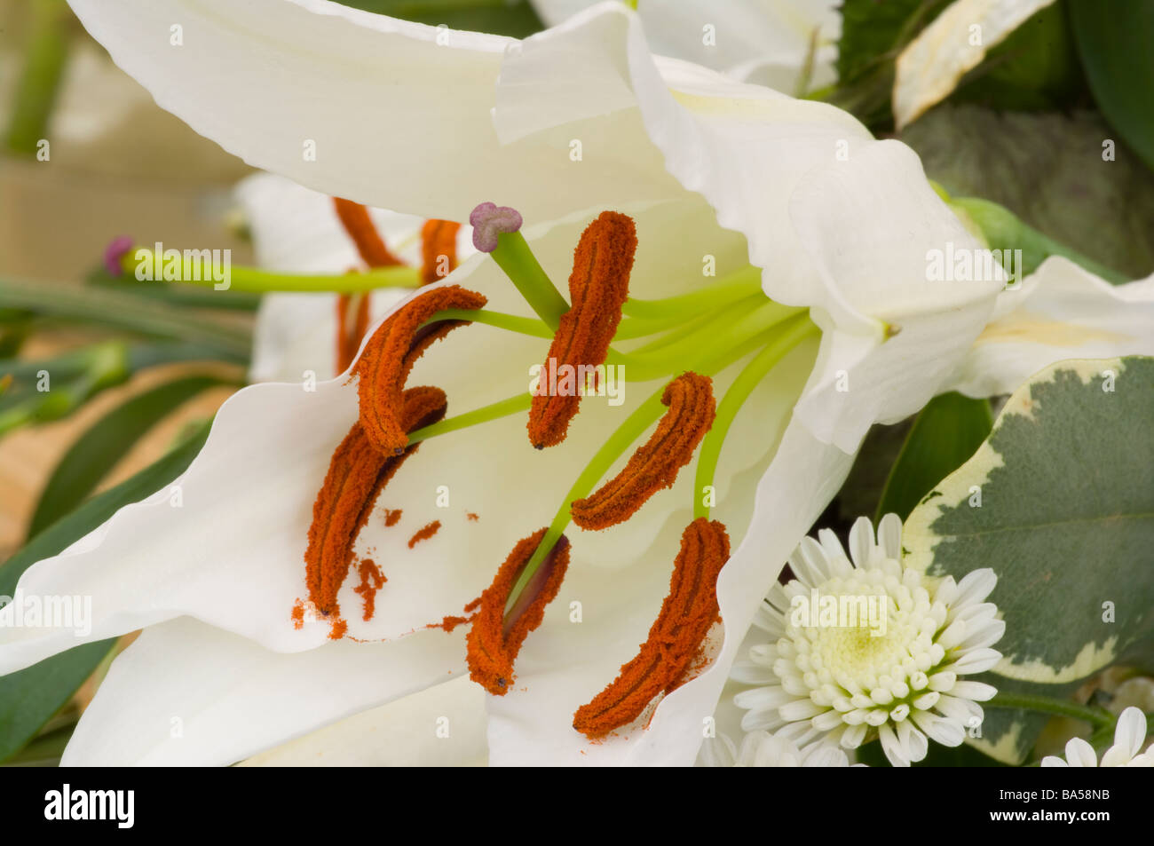 Il polline sulle stami di un giglio di Pasqua Lilium Longiflorum bianchi gigli di Pasqua Foto Stock