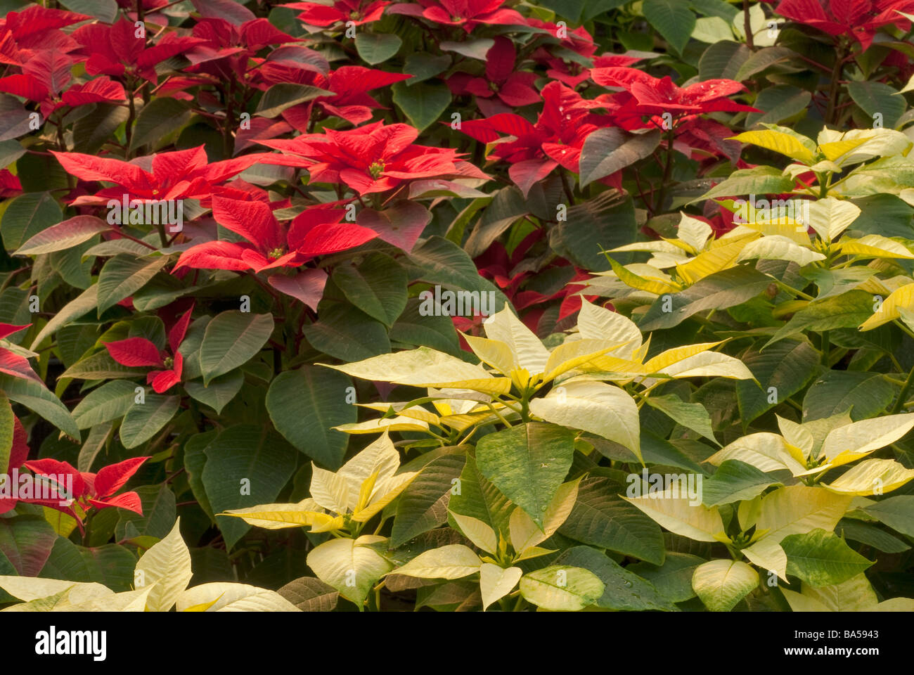 Poinsettia Euphorbia pulcherrima, stella di Natale, Euphorbiaceae Foto Stock