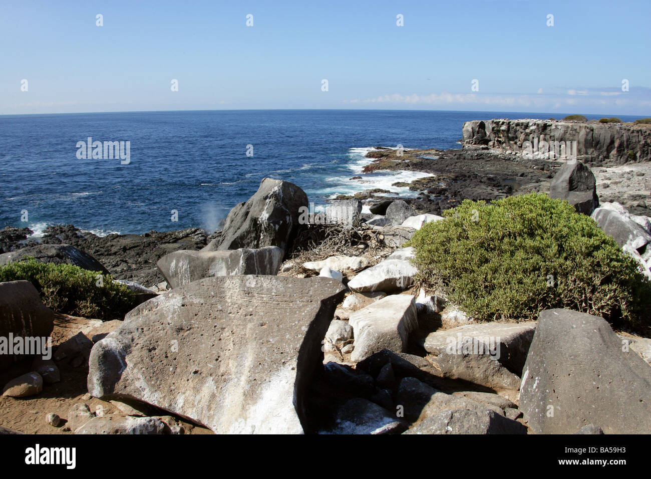 Punta Suarez, all'Isola Espanola, Isole Galapagos, Ecuador, Sud America. Carpetweed comune portulacastrum Sesuvium Aizoaceae Foto Stock