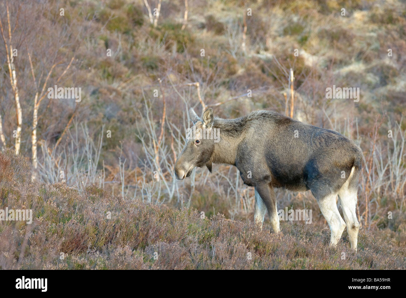 Alci o elk Alces alces femmina alla Alladale estate in Sutherland Scozia Febbraio Foto Stock