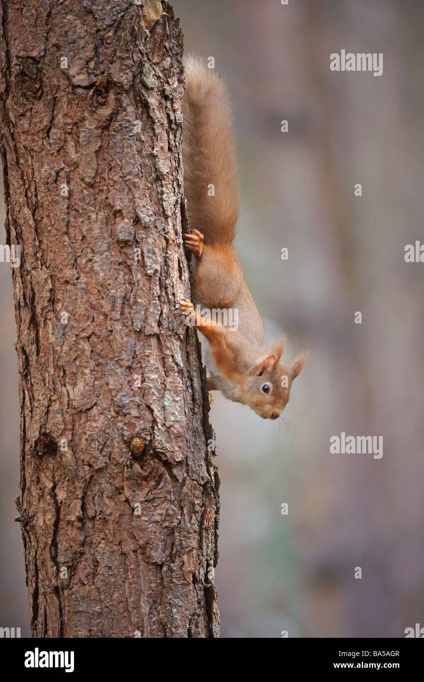 Scoiattolo rosso Sciurus vulgaris in Caledonian pineta in inverno Speyside Scozia Febbraio Foto Stock