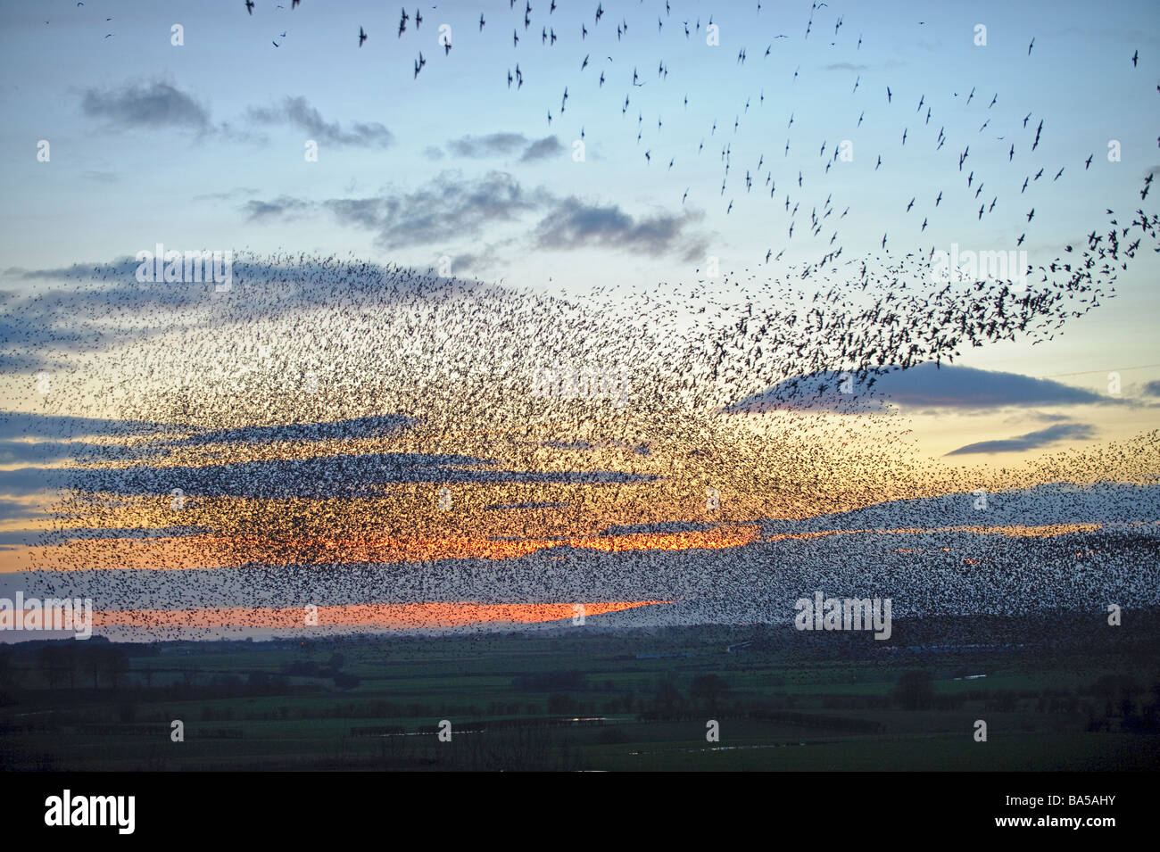 Stormo di storni Sturnus vulgaris battenti a roost invernale al tramonto vicino a Gretna Green Scozia Febbraio 2009 Foto Stock