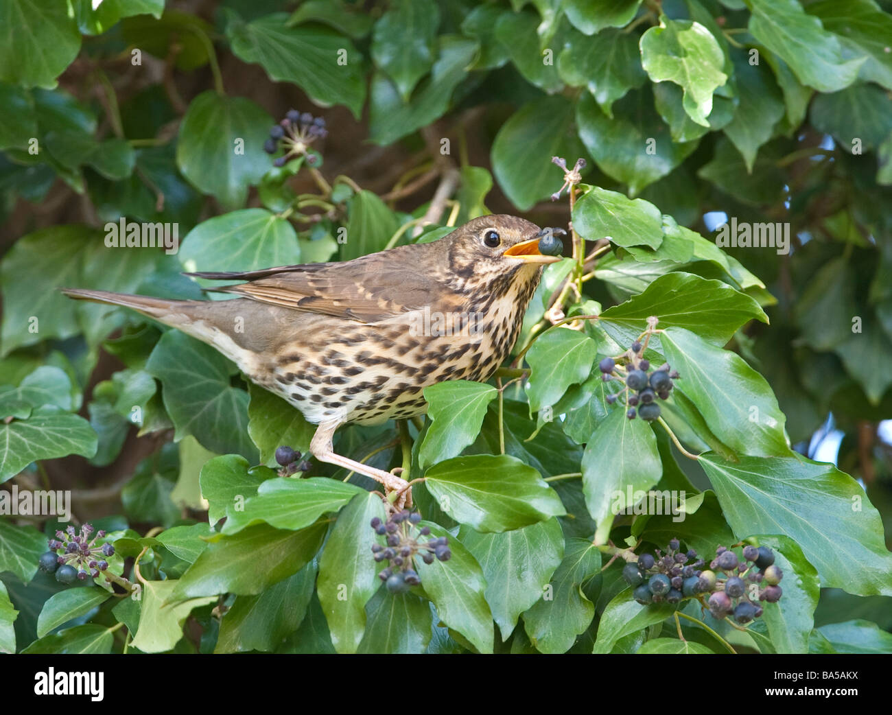 Tordo bottaccio Turdus philomelos mangiare le bacche di edera Hedera helix Bedfordshire Aprile Foto Stock