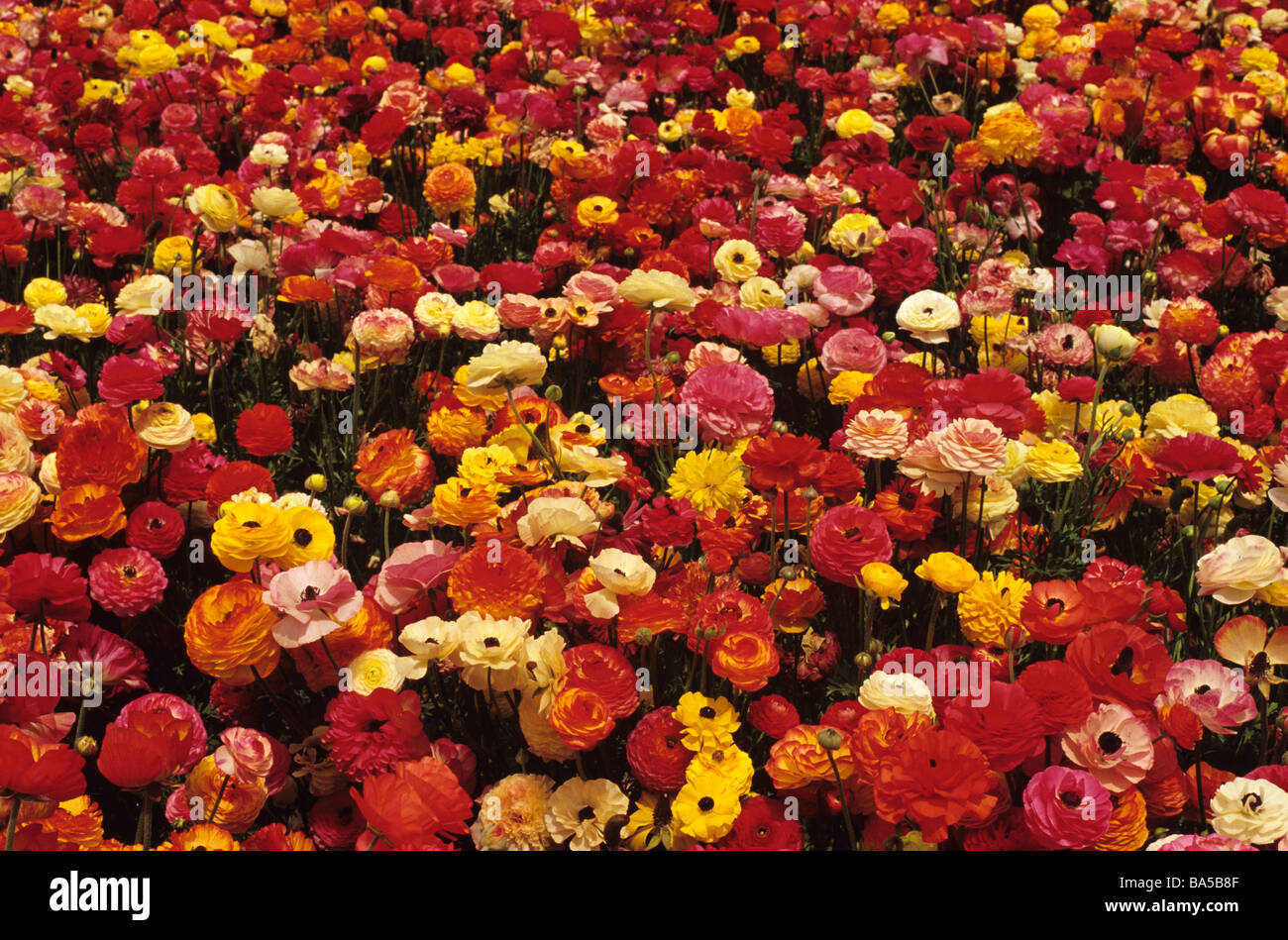 Campo gigante di ranuncoli fiori multicolori famosa attrazione a Carlsbad California USA Foto Stock