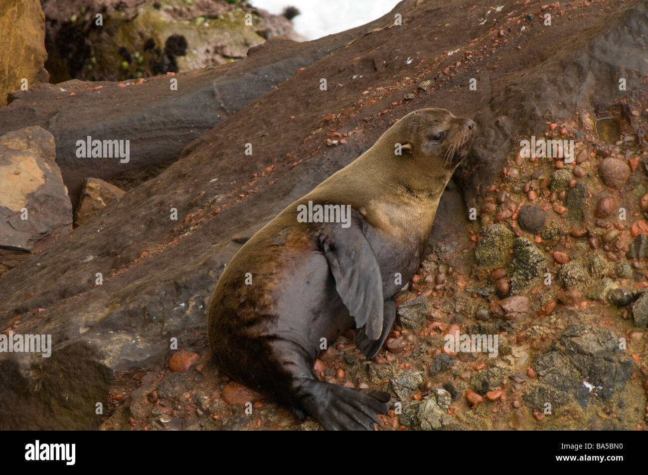 Sud Americana di pelliccia sigillo Arctocephalus australis Paracas Riserva Nazionale del Perù Foto Stock