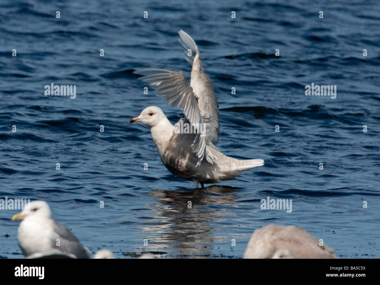 Glaucous Gull Larus hyperboreus sbattimenti ali sulla riva del mare a Lantzville beach l'isola di Vancouver BC nel Marzo Foto Stock