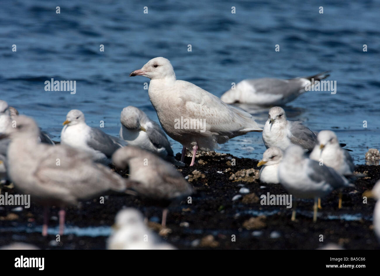 Glaucous Gull Larus hyperboreus piedi tra gli altri i gabbiani sulla riva del mare a Lantzville beach l'isola di Vancouver BC nel Marzo Foto Stock