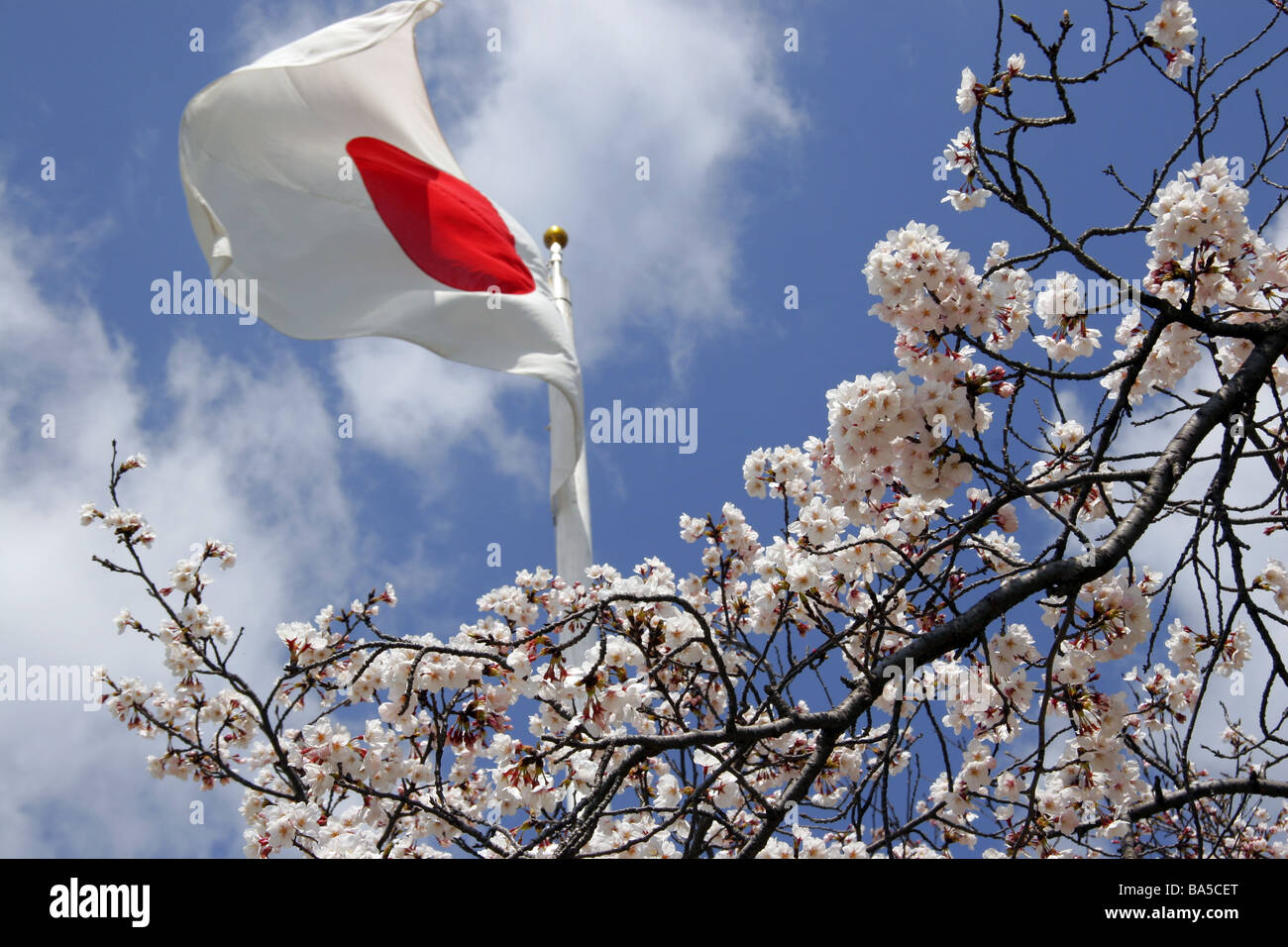 Bandiera giapponese e la molla di fiori di ciliegio in Hiroshima, Giappone  Foto stock - Alamy