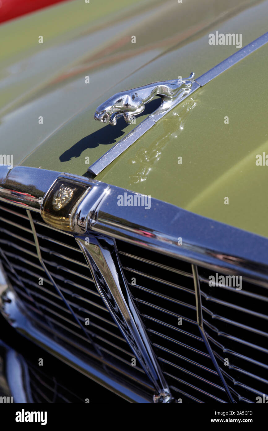 Jaguar auto con gatto saltando sul cofano Foto Stock