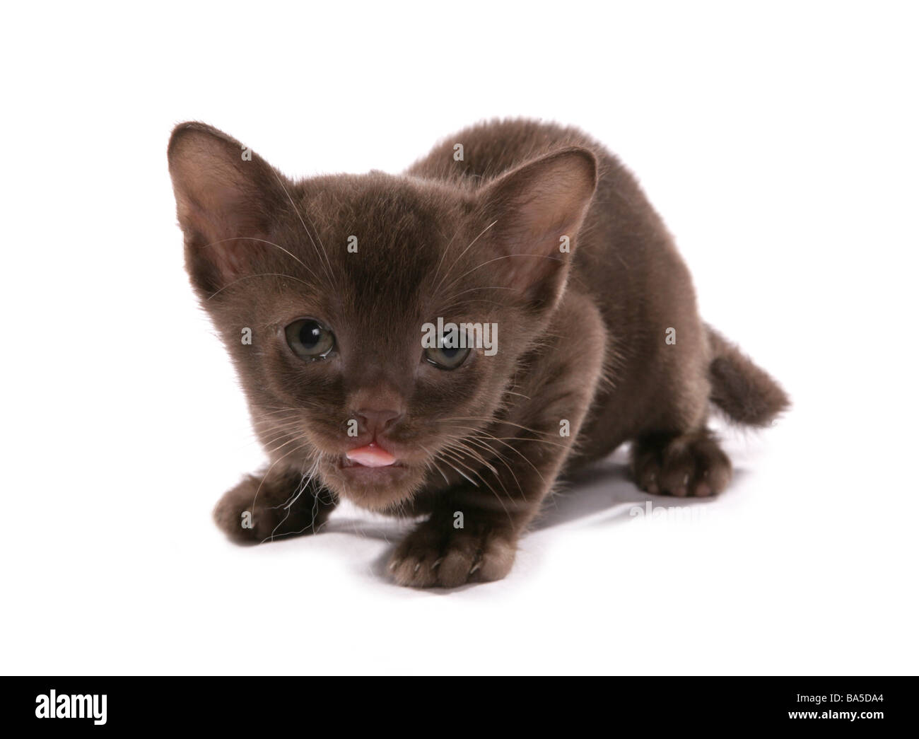 Marrone asiatica ritratto gattino Studio Foto Stock