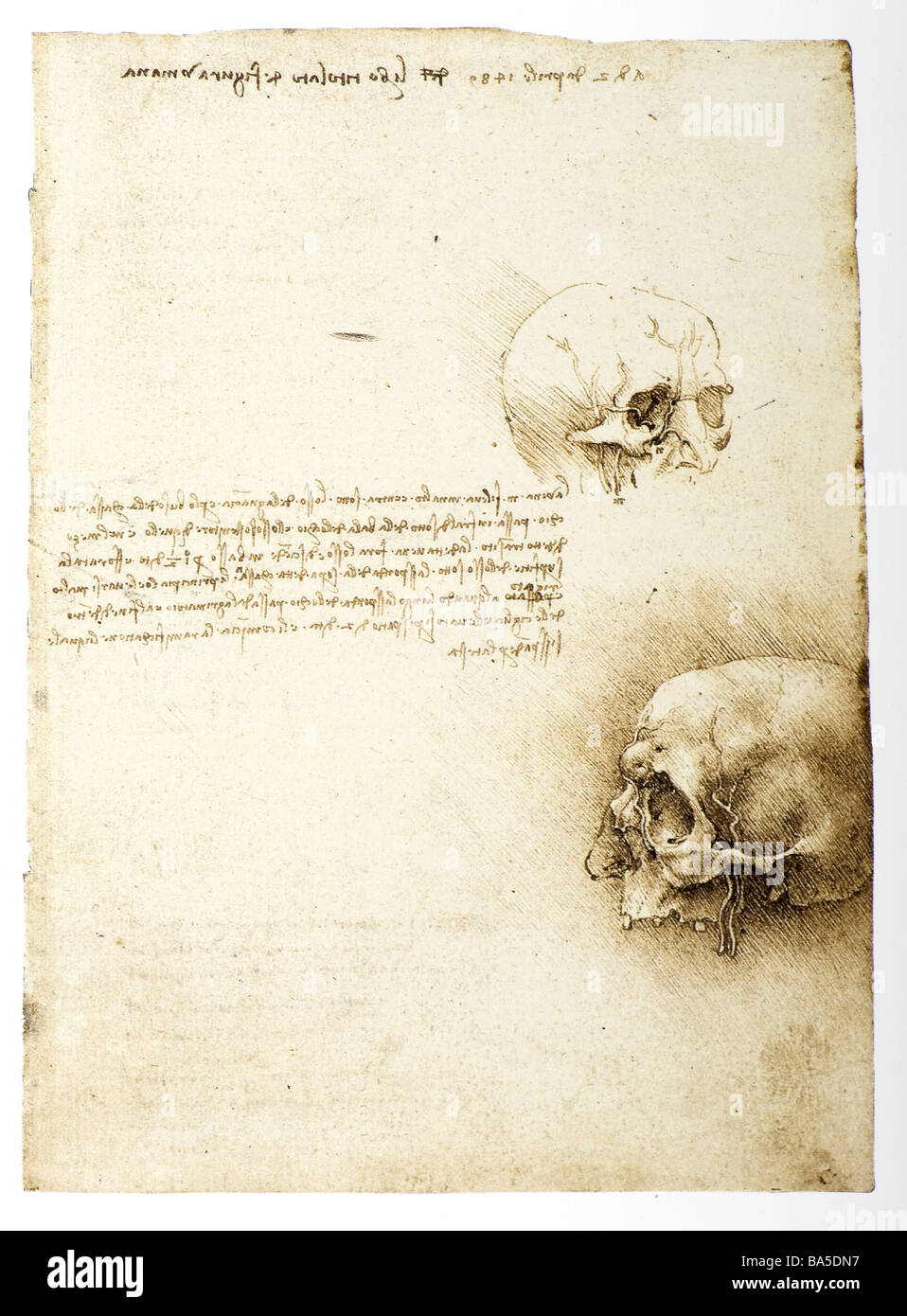 Studi di anatomia del cranio umano di Leonardo da Vinci Foto Stock