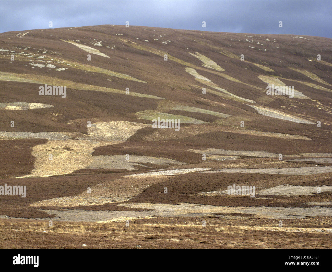 Gallo cedrone moorland Braemar in Scozia Foto Stock