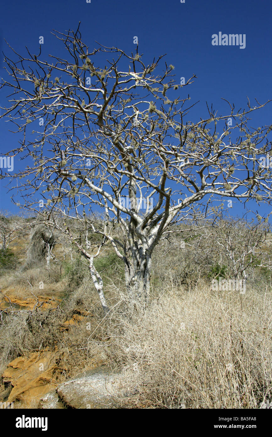 Palo Santo o Santo legno albero, Bursera graveolens, isola Floreana nel  dicembre, Isole Galapagos, Ecuador, Sud America Foto stock - Alamy