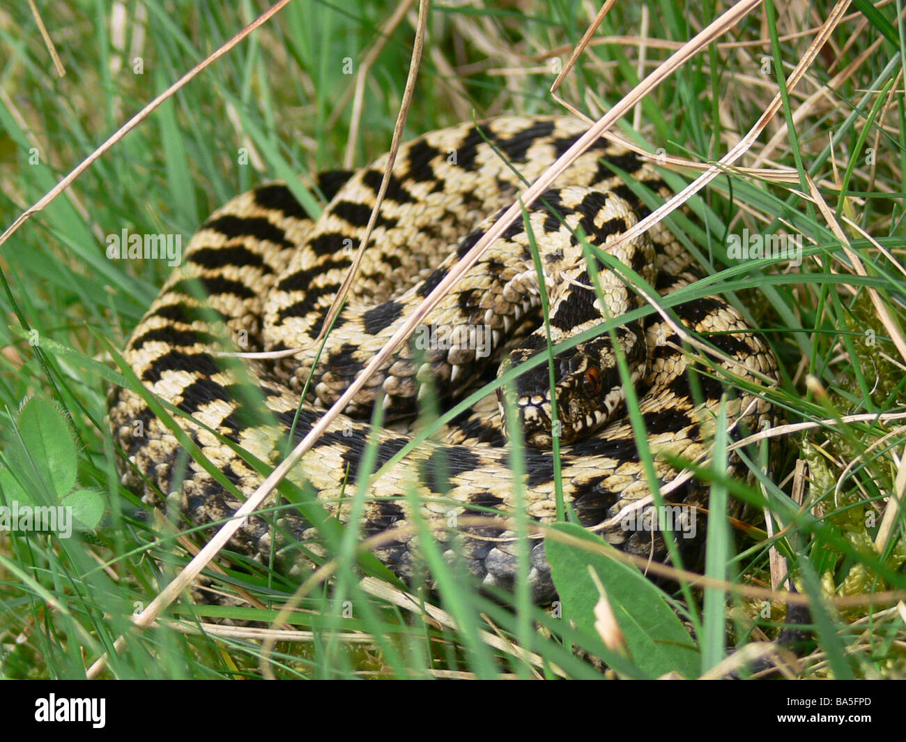 Sommatore maschio Vipera berus basking Costwolds REGNO UNITO Foto Stock