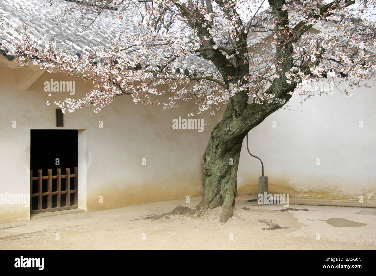 La fioritura dei ciliegi nei giardini del castello di Himeji Kansai Giappone Foto Stock